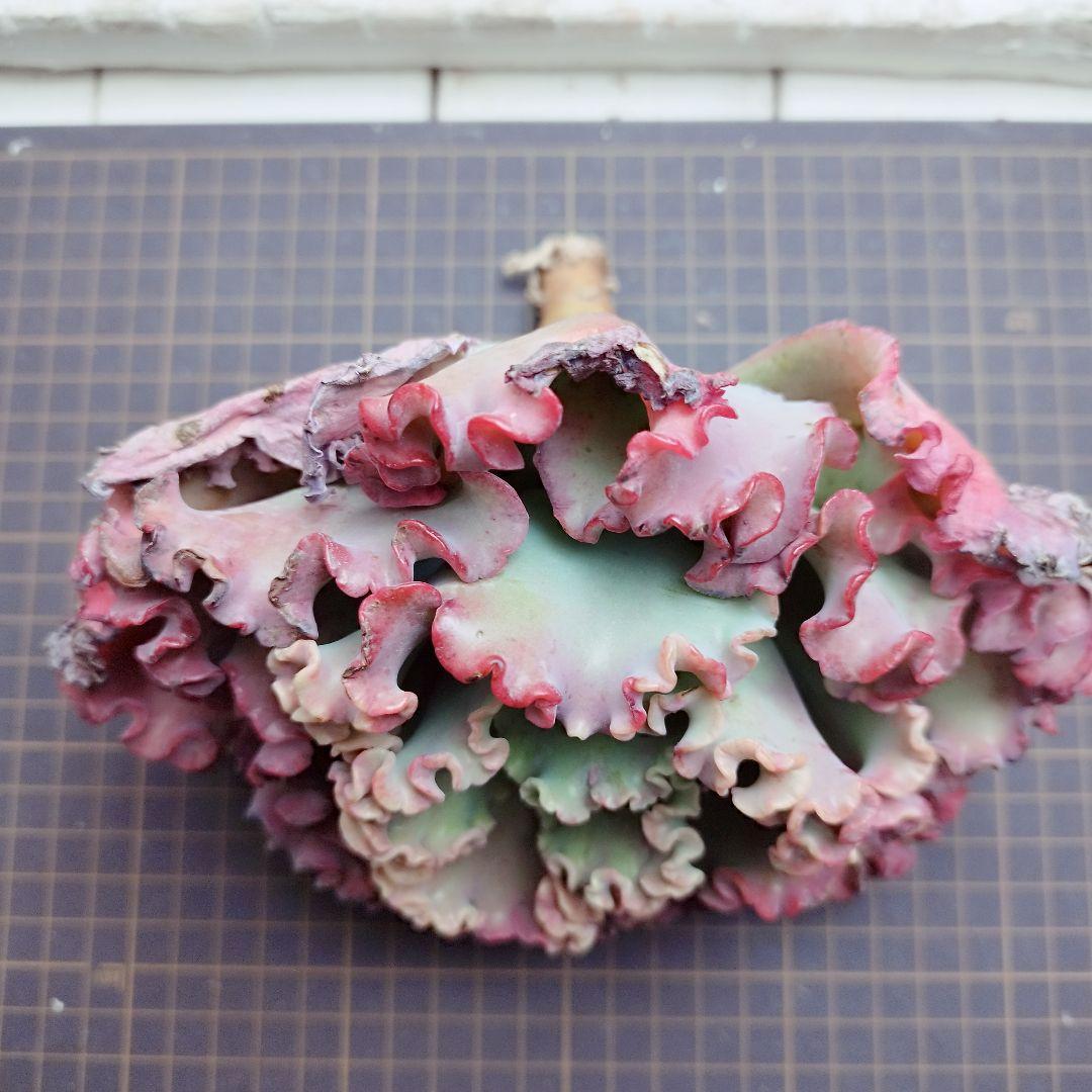 メリディアン(特大苗)◎多肉植物 カット苗 輸入苗 エケベリア等