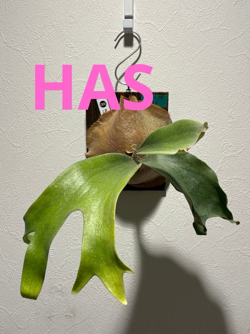 ビカクシダ HAS comolebi pup