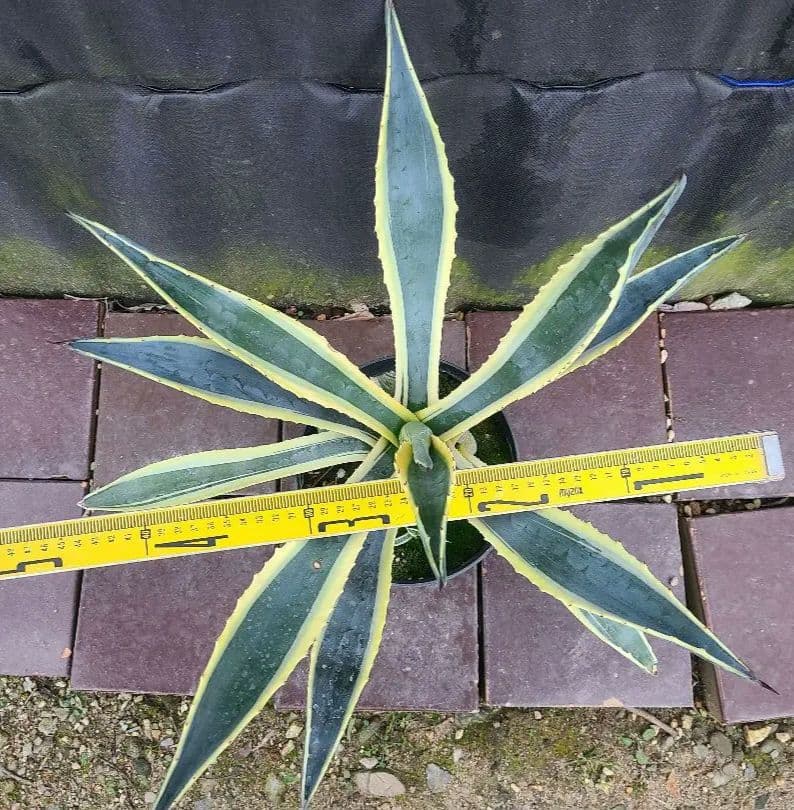 アガベ アメリカーナ バリエガータ7号鉢良型株