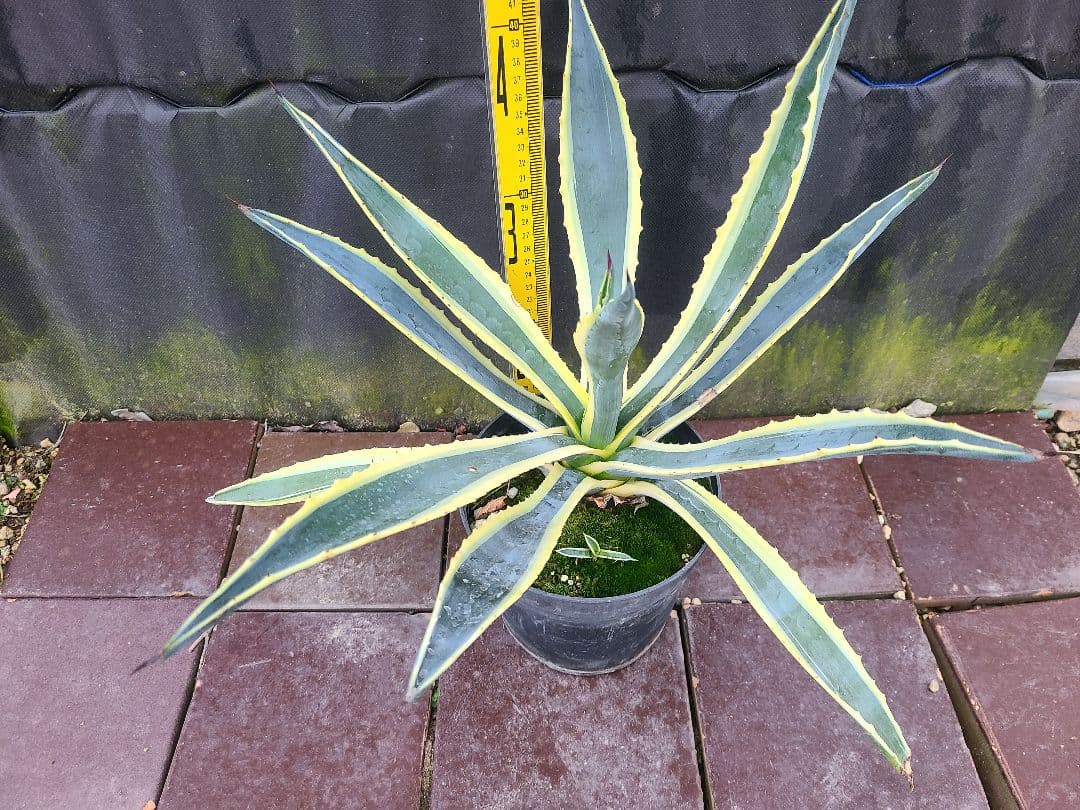 アガベ アメリカーナ バリエガータ7号鉢良型株