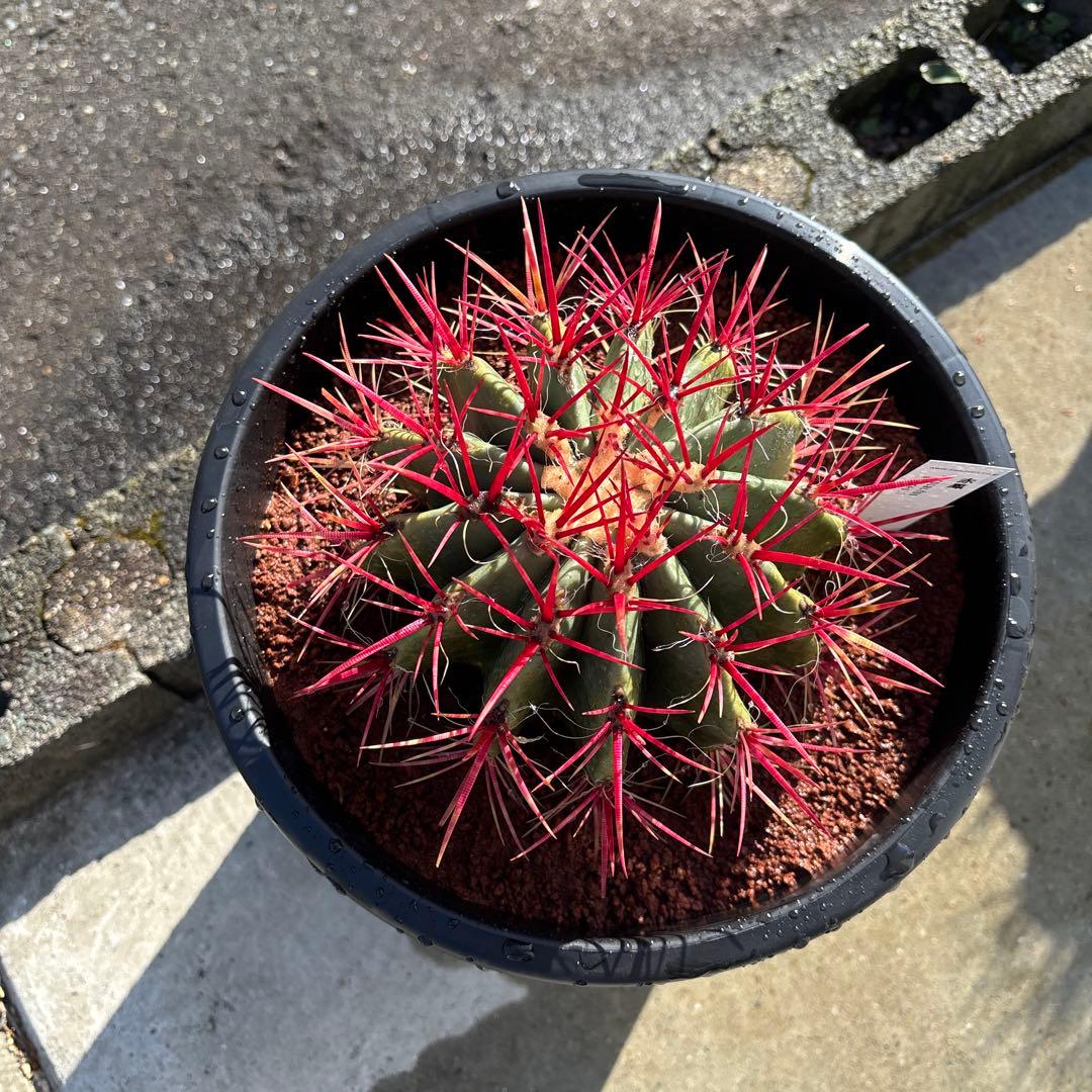 厳選株　フェロカクタス　赤鳳　8号　本物　ロックガーデン