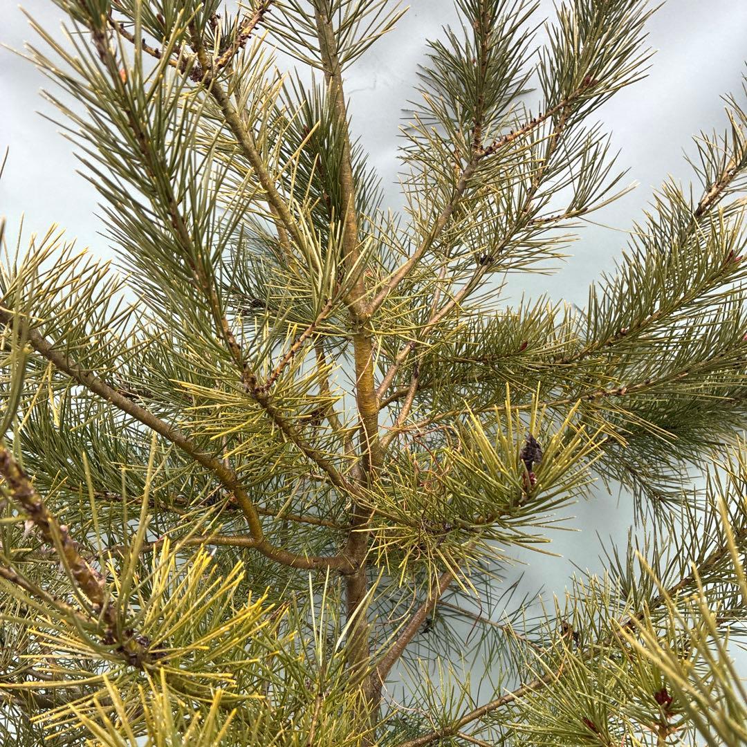 白松　特大サイズ