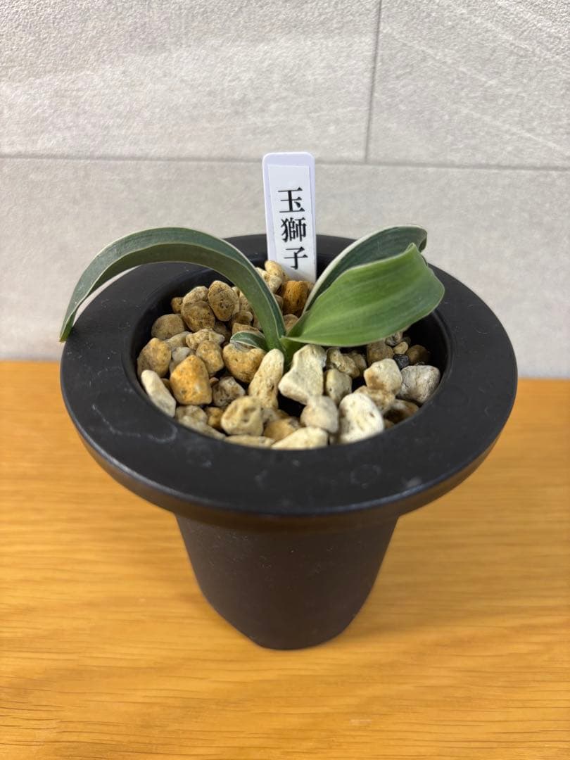 【値下げ！】万年青　玉獅子　獅子系　希少　おもと