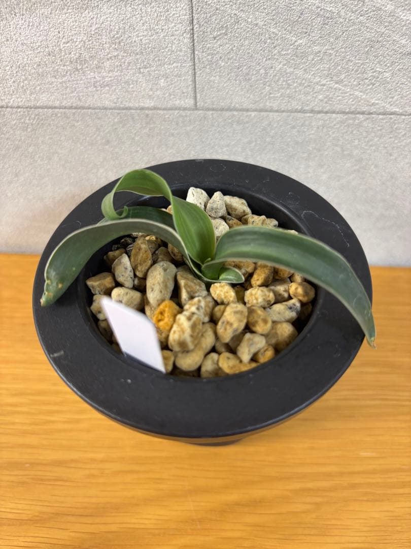 【値下げ！】万年青　玉獅子　獅子系　希少　おもと