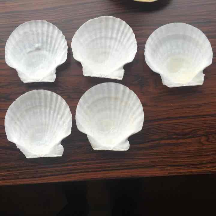 ※購入不可※貝殻 セット 合計8枚
