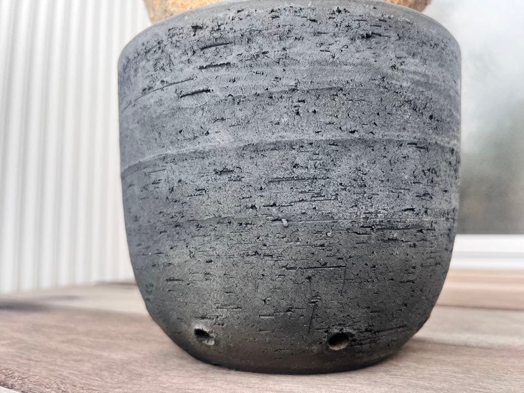 コミュフォラ サクシコラ みやび鉢 現地球 発根済み