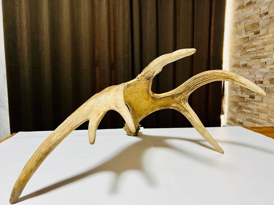 ムースの角（アラスカ）