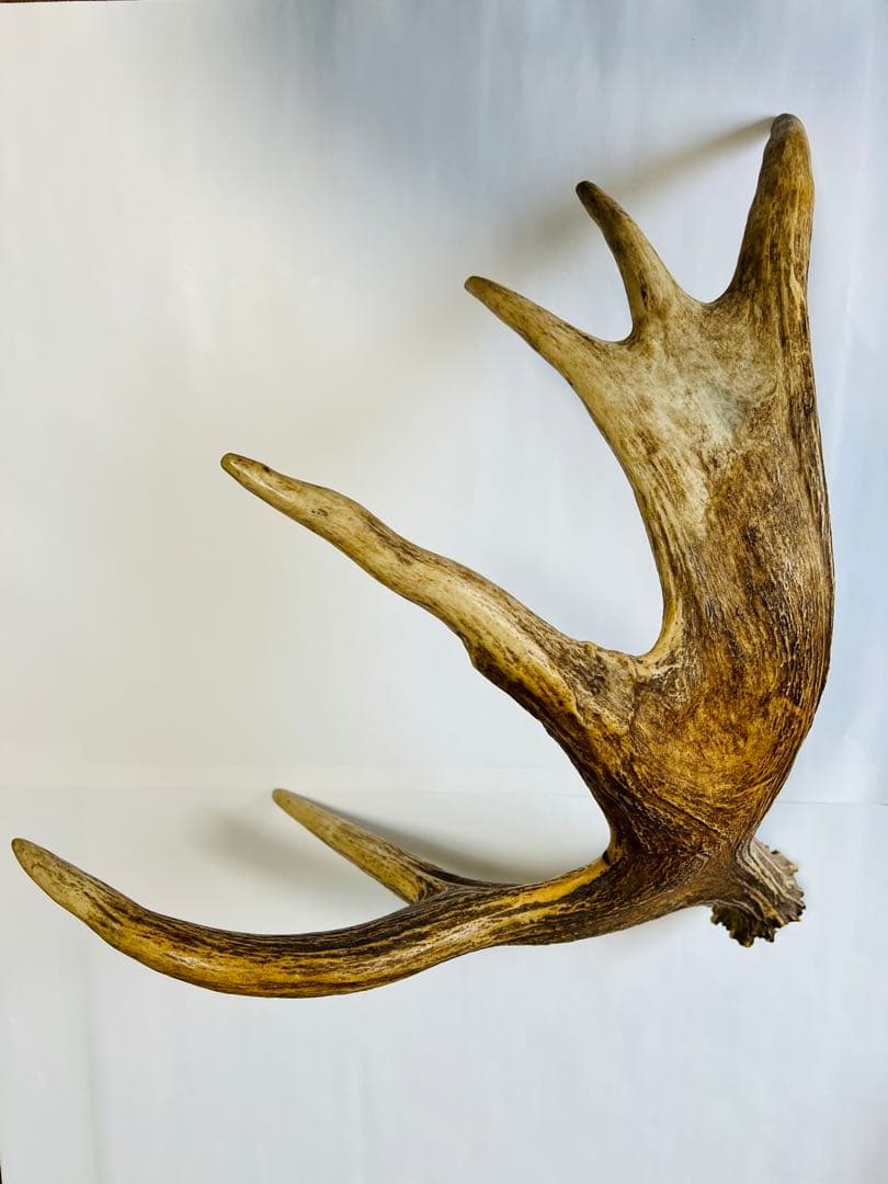 ムースの角（アラスカ）