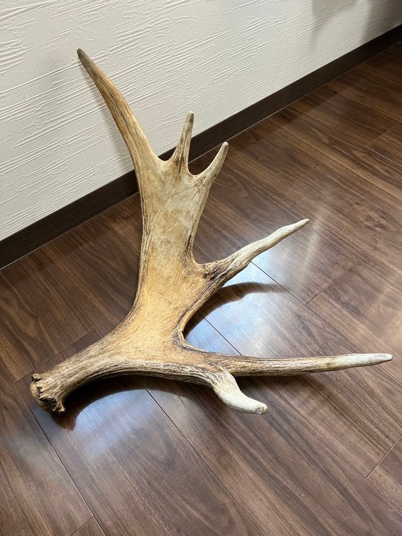 ムースの角（アラスカ）