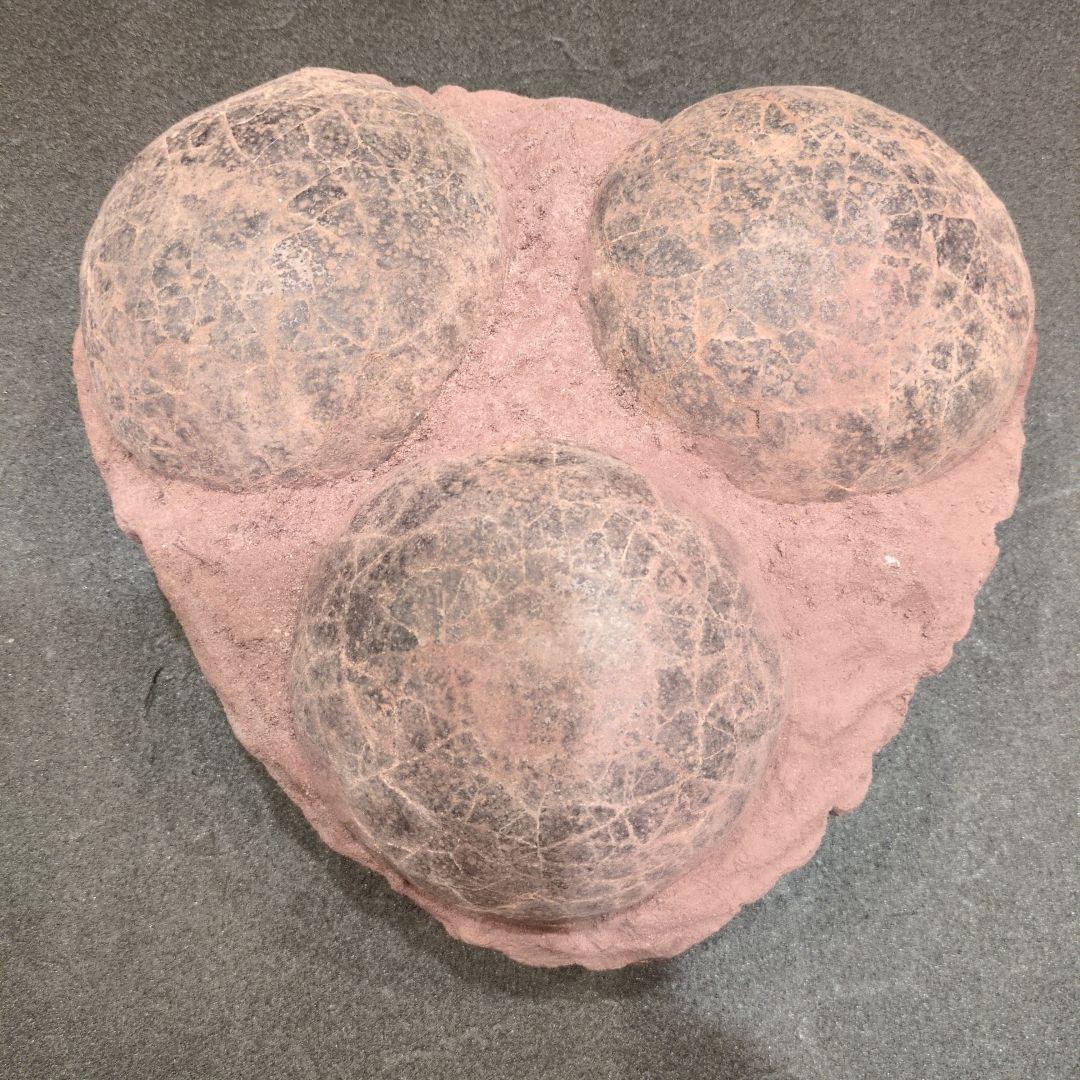 (貴重)　恐竜ハドロサウルスの卵化石（3個）　中国　補修あり