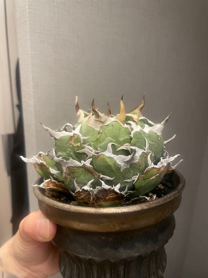 アガベ白鯨？（大株）