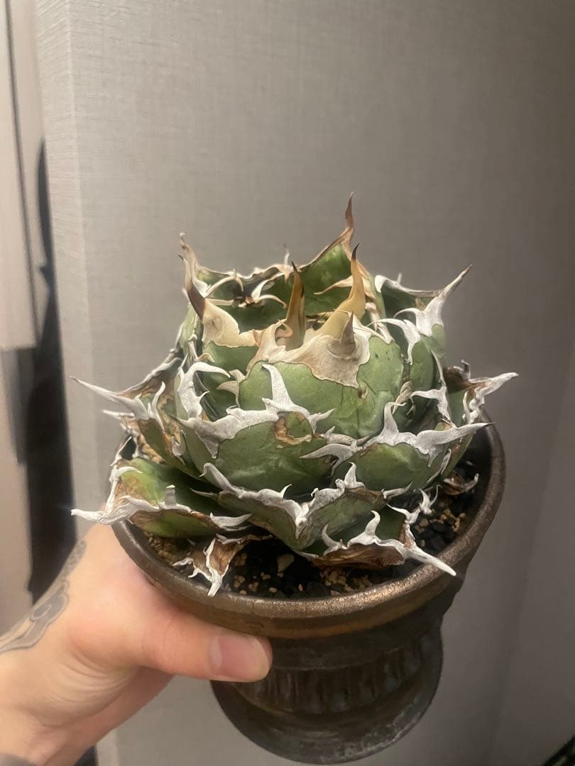 アガベ白鯨？（大株）