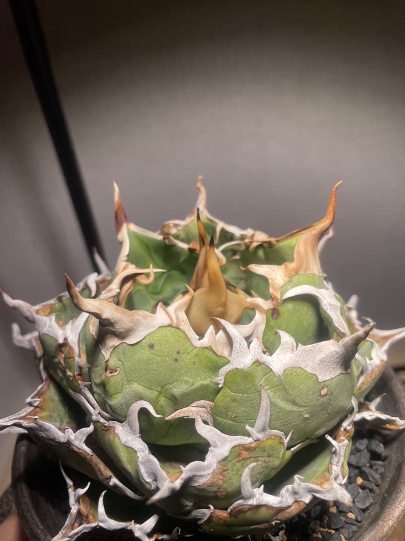 アガベ白鯨？（大株）