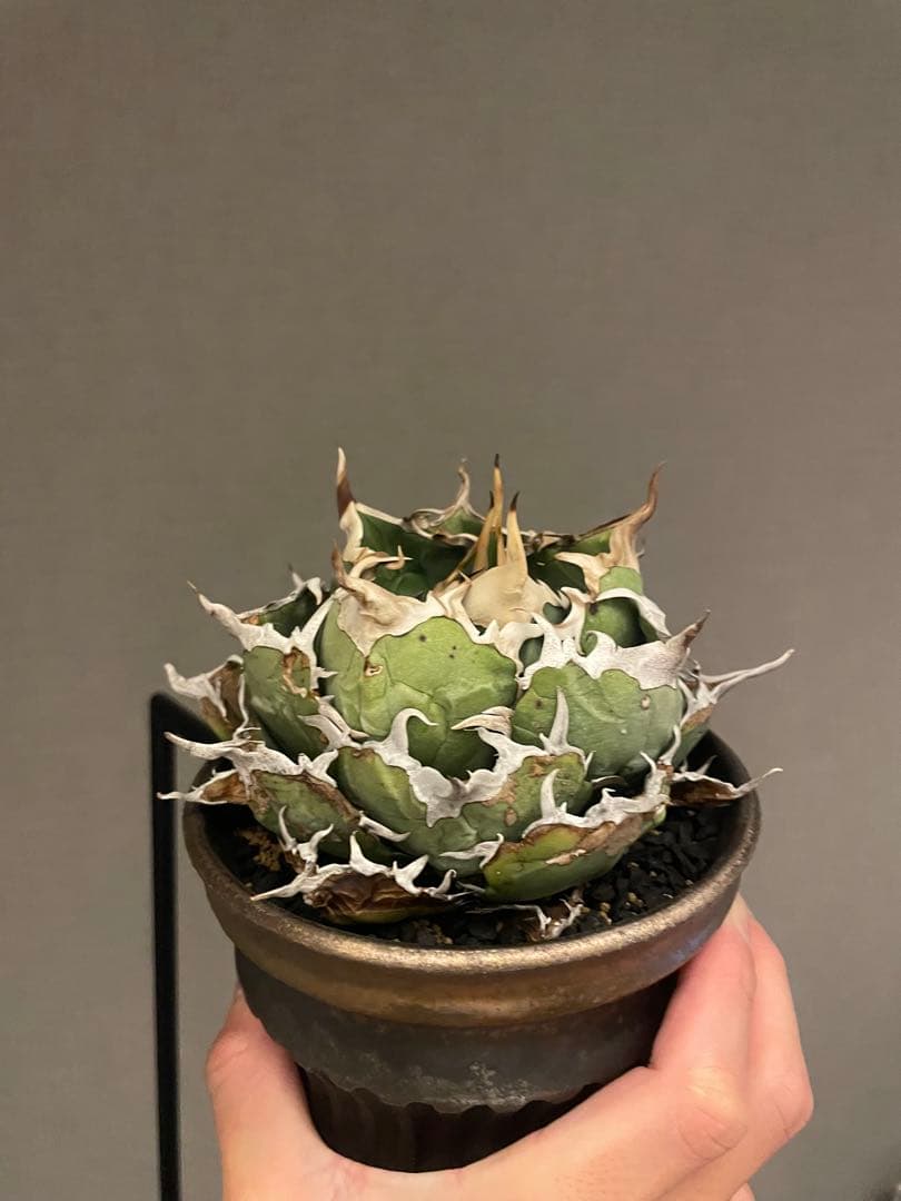 アガベ白鯨？（大株）