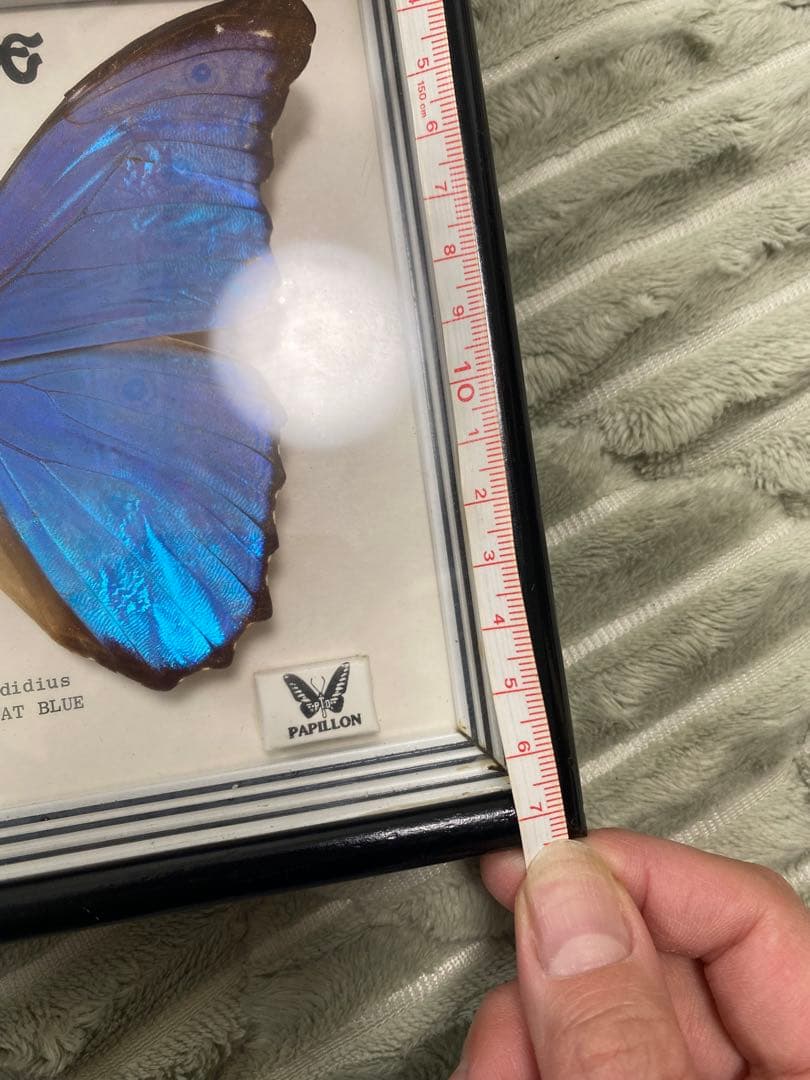 Morpho didius 蝶 標本 青色THE GREAT BLUE モルフォ