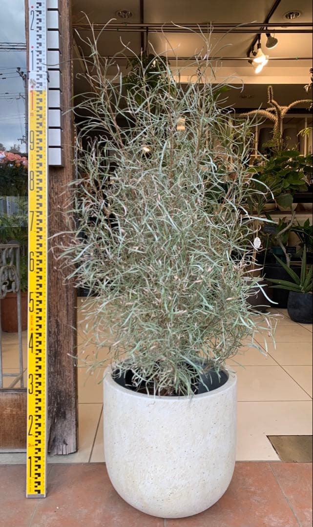 グレビレア エンドリチェリアナ ファイバー鉢