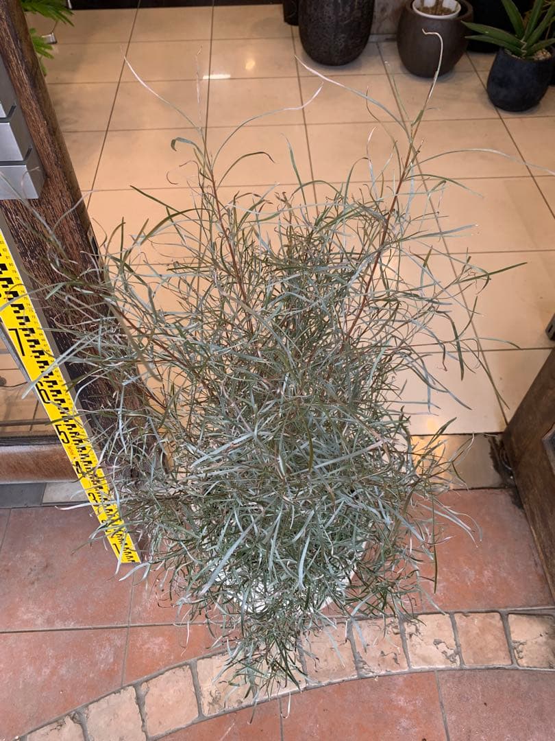 グレビレア エンドリチェリアナ ファイバー鉢