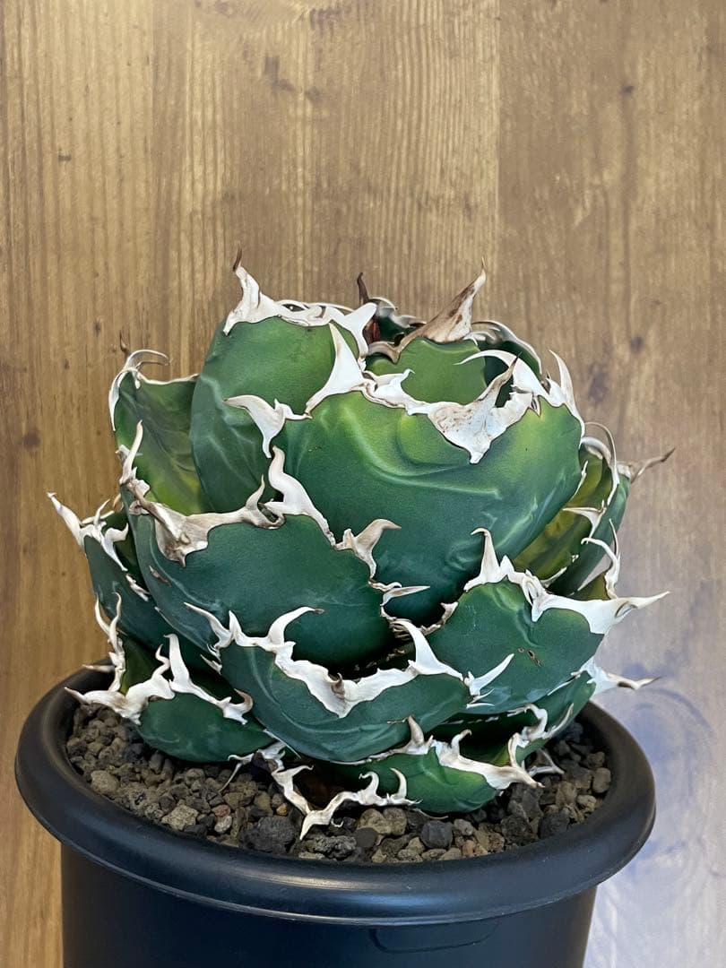 Agave titanota 【白鯨】大株　コレクション株　菊鉢5号