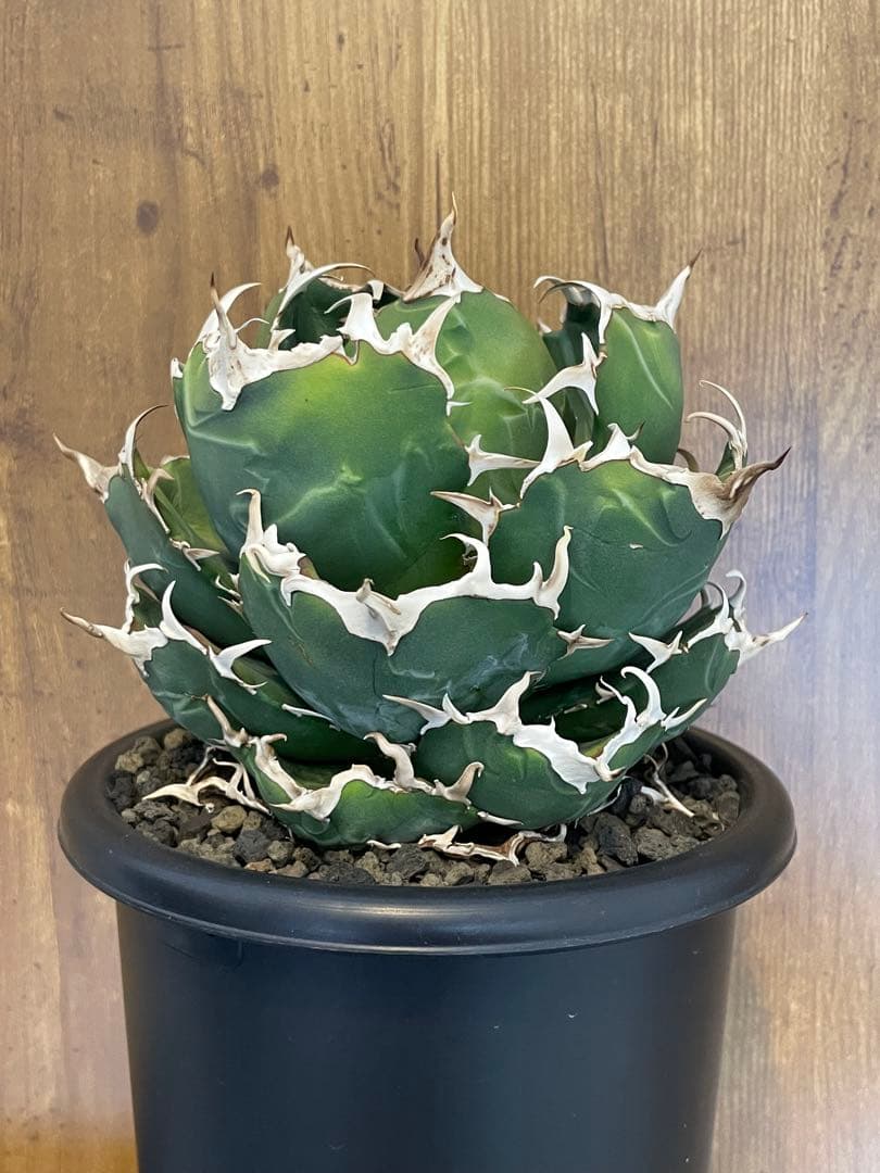 Agave titanota 【白鯨】大株　コレクション株　菊鉢5号