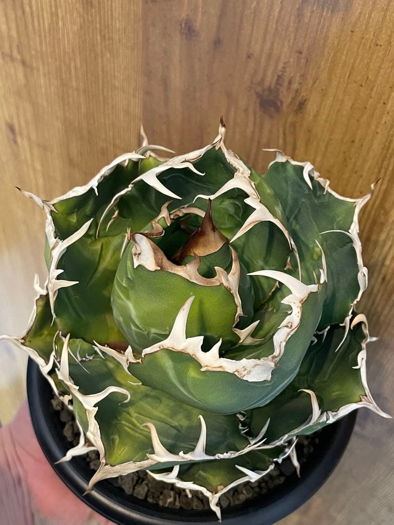 Agave titanota 【白鯨】大株　コレクション株　菊鉢5号