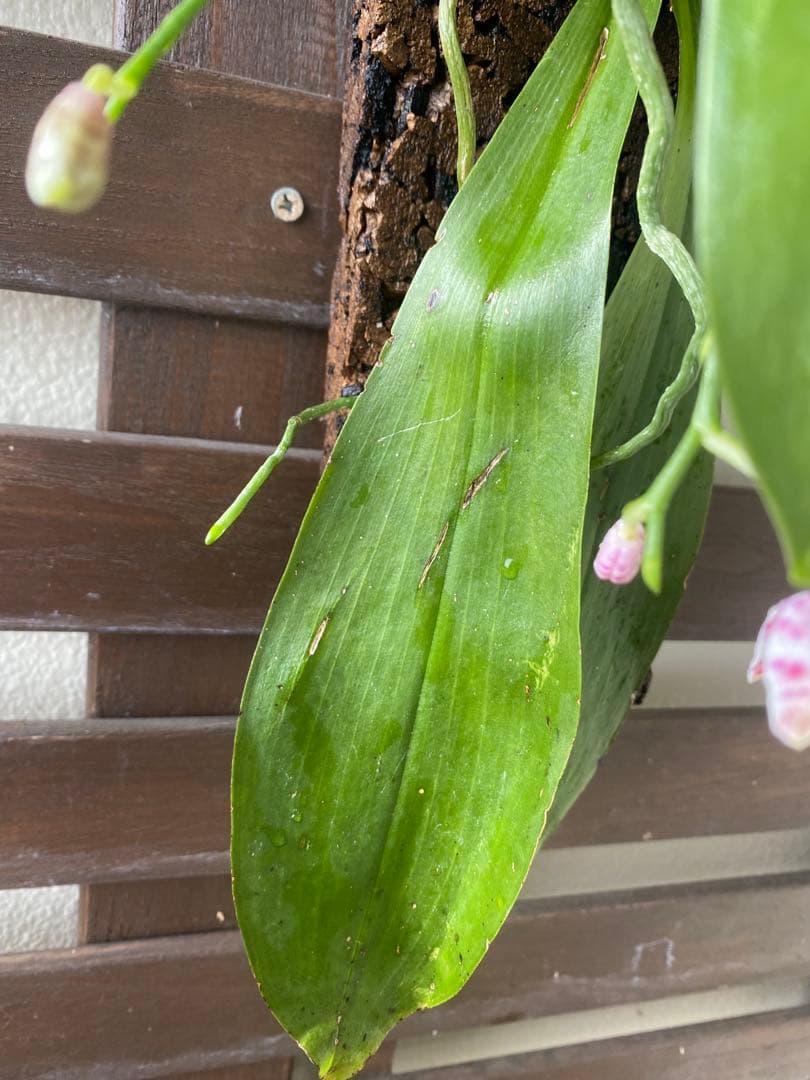 花終わり　胡蝶蘭原種　ファレノプシス　マリアエ　自然種