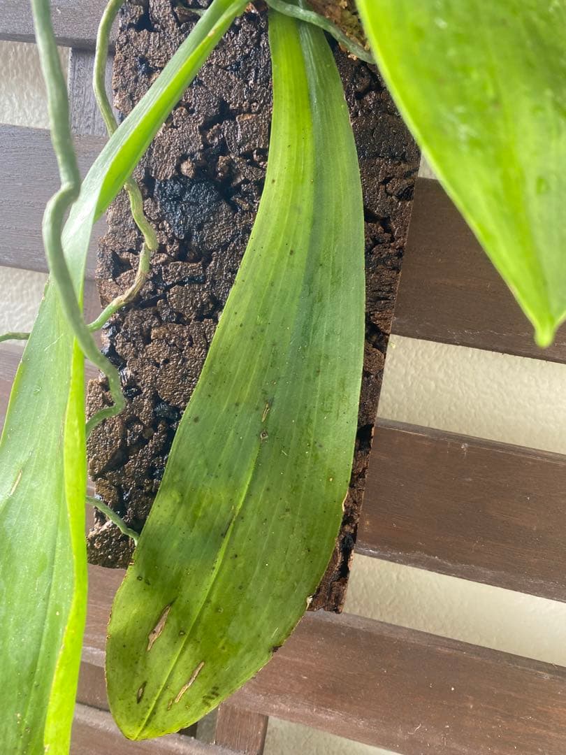 花終わり　胡蝶蘭原種　ファレノプシス　マリアエ　自然種