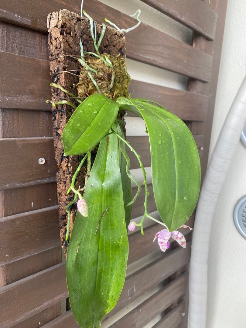 花終わり　胡蝶蘭原種　ファレノプシス　マリアエ　自然種