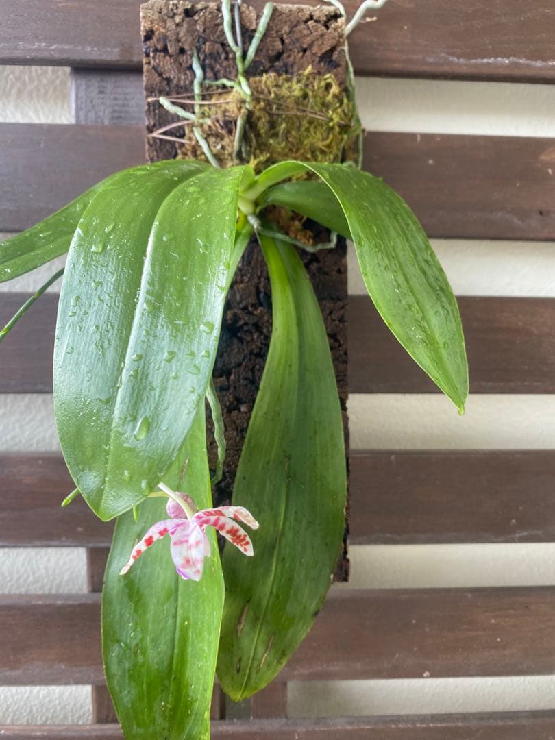 花終わり　胡蝶蘭原種　ファレノプシス　マリアエ　自然種