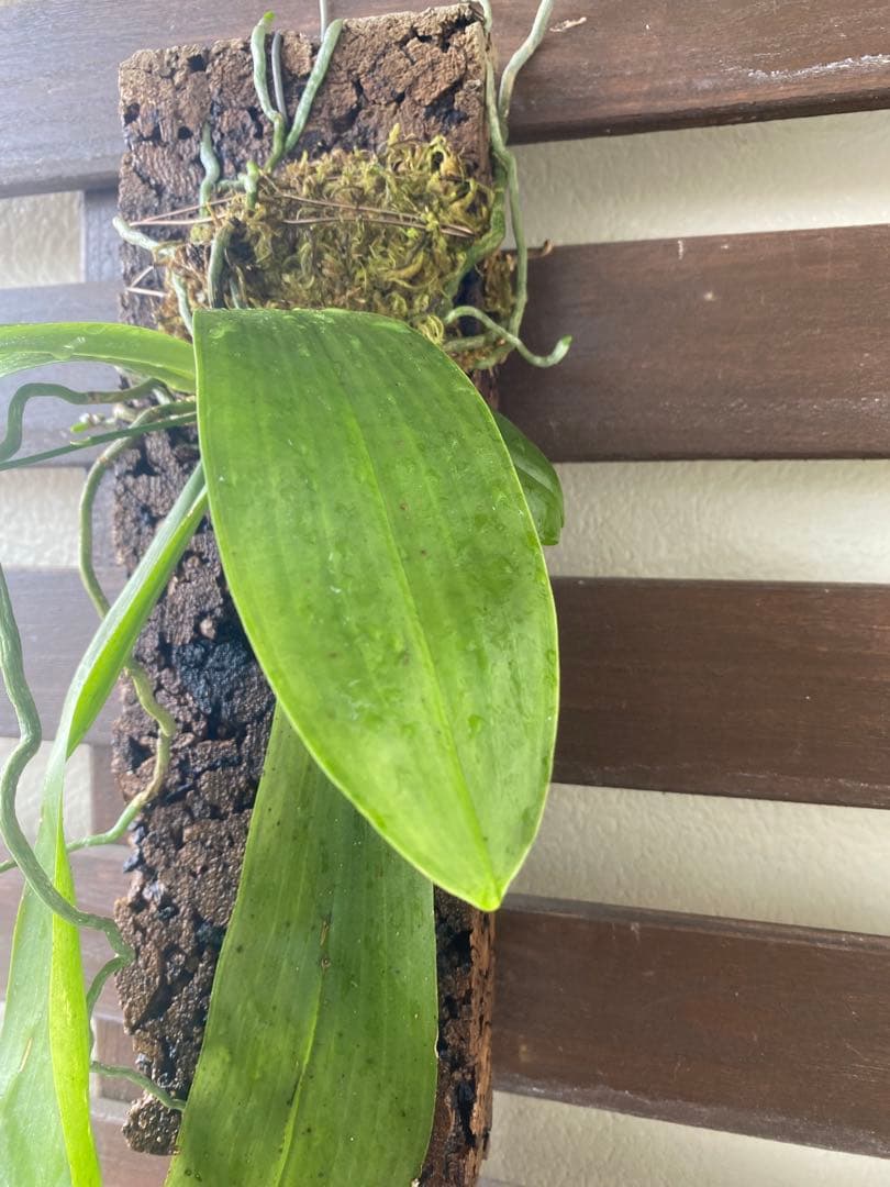 花終わり　胡蝶蘭原種　ファレノプシス　マリアエ　自然種