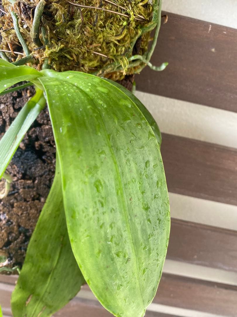 花終わり　胡蝶蘭原種　ファレノプシス　マリアエ　自然種