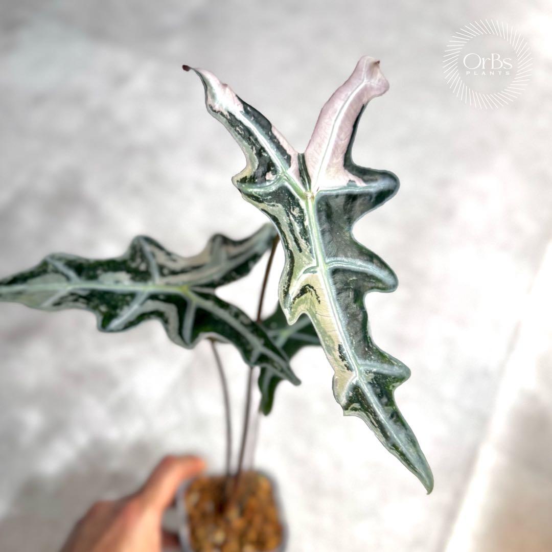 掲載最終日セール【芋付き】アロカシア ノビリス ピンク斑入り 中株サイズ