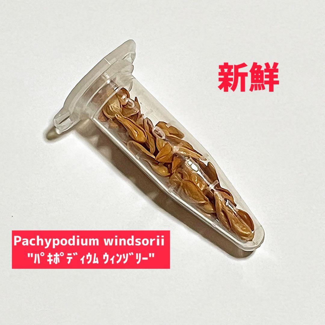 超新鮮　パキポディウム　ウィンゾリー　種子　7月下旬採種　10粒　塊根植物