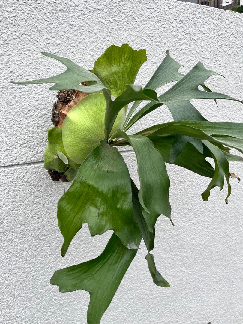 ビカクシダ　ヒリー　パナマ　P. hillii panama