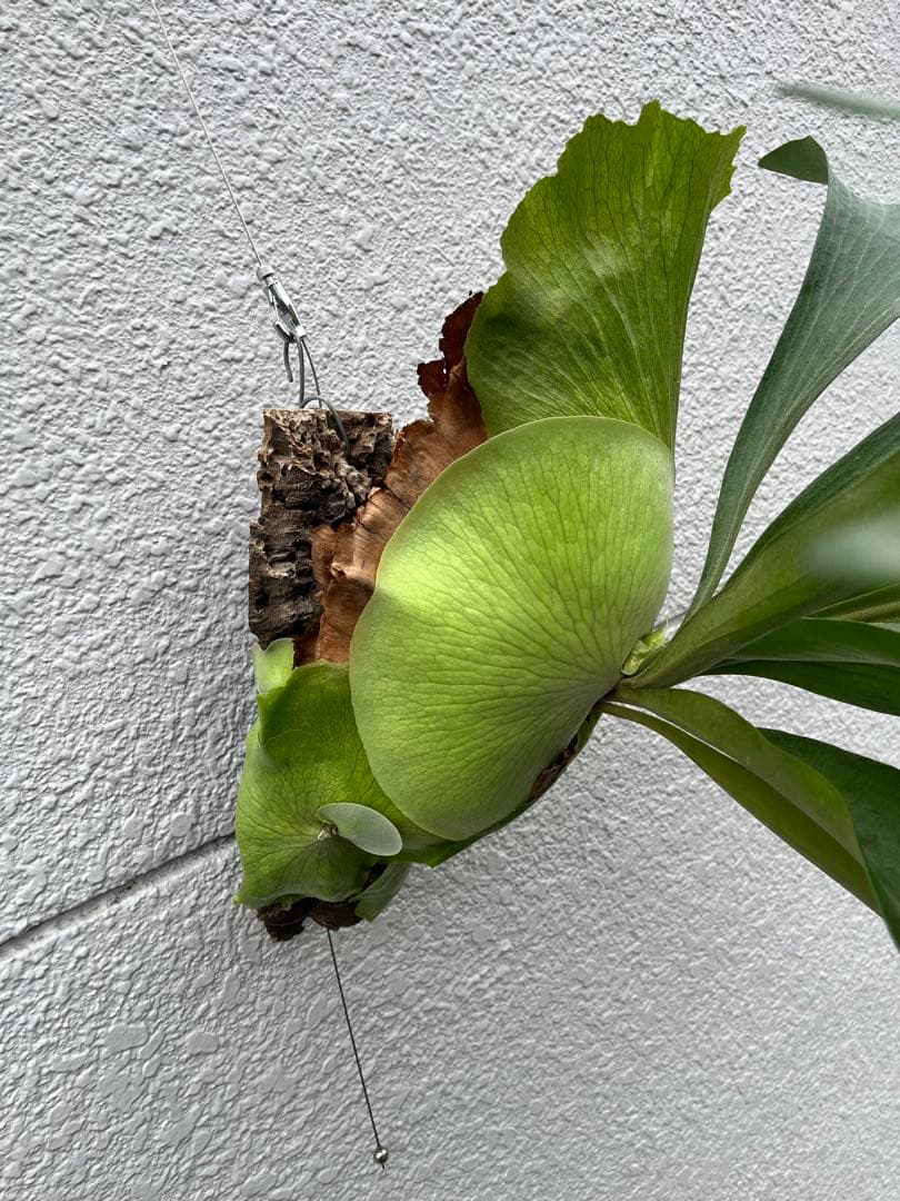 ビカクシダ　ヒリー　パナマ　P. hillii panama