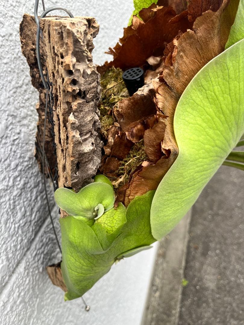 ビカクシダ　ヒリー　パナマ　P. hillii panama