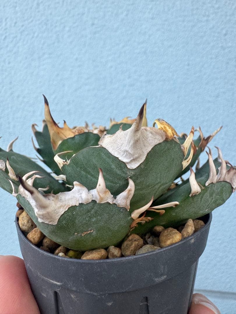 アガベ オアハカ オテロイ 現地球 発根済