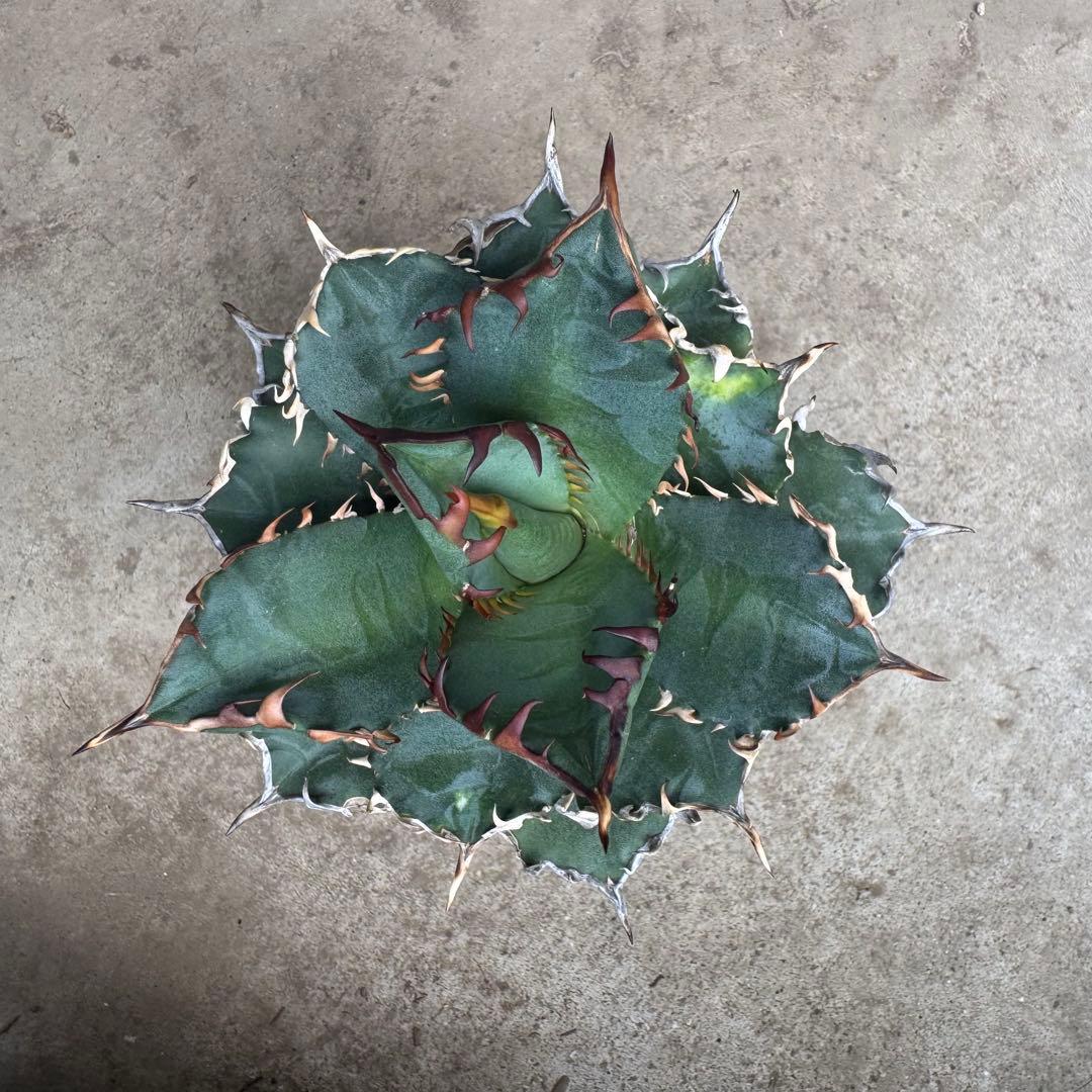 アガベ オアハカ オテロイ 現地球 発根済