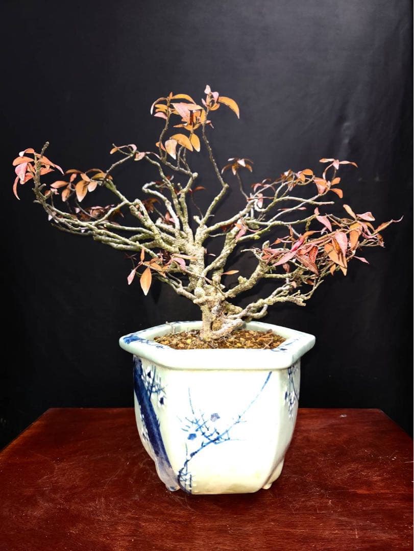 テイカカズラ 盆栽