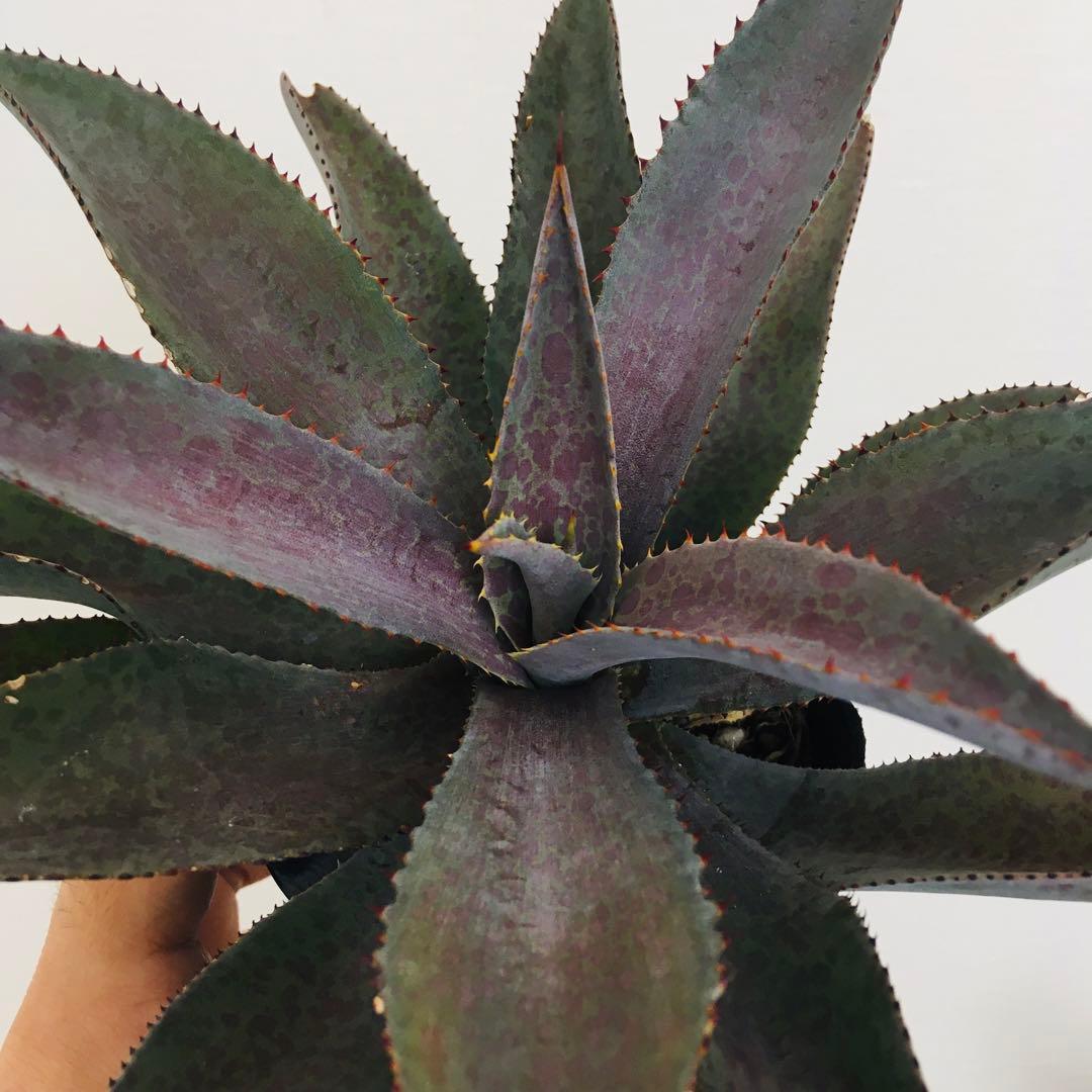 【超稀少】ブラッドスポット×パープルピープルイーター オリジナルhyb マンガベ