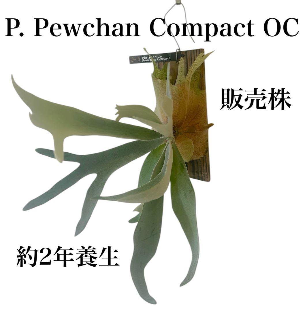 ビカクシダP. Pewchan Compact OC ピューチャンコンパクト