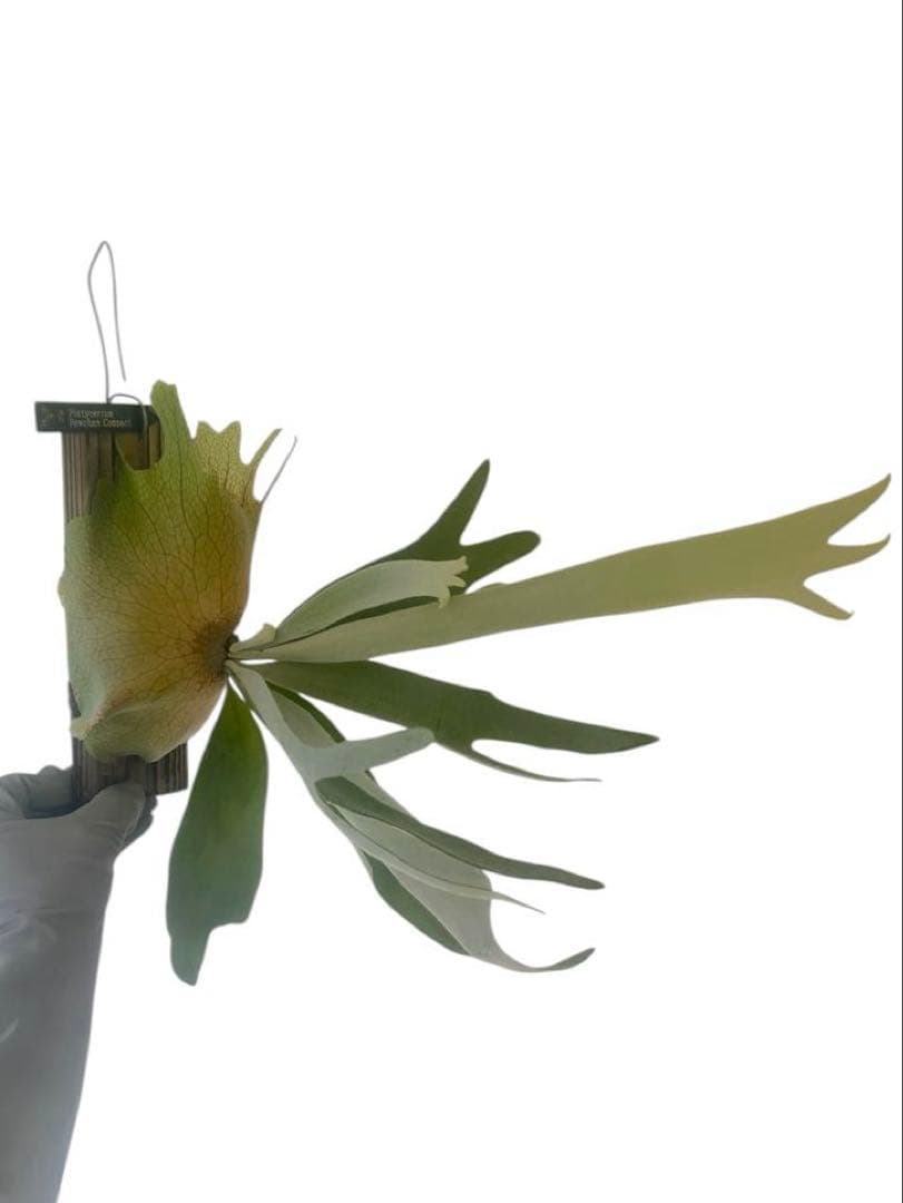 ビカクシダP. Pewchan Compact OC ピューチャンコンパクト