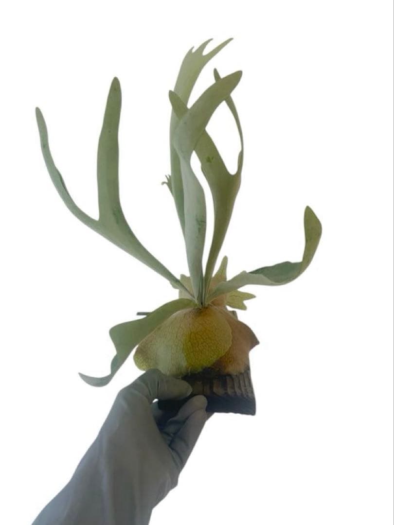 ビカクシダP. Pewchan Compact OC ピューチャンコンパクト