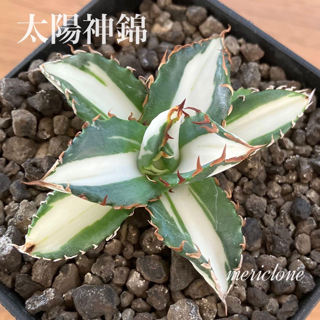 匿名配送【鉢ごと発送】活着　美株　サイズ大　アガべ　太陽神錦　白中斑　TC