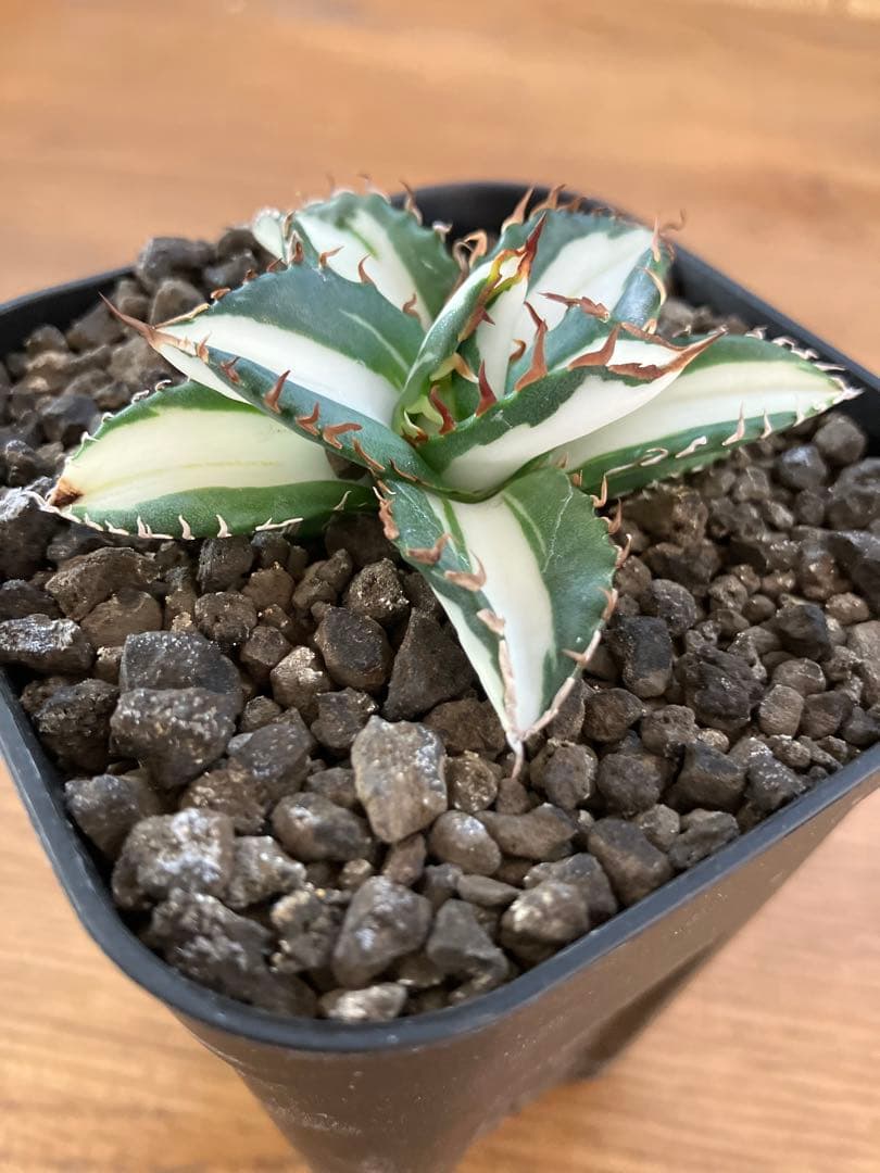 匿名配送【鉢ごと発送】活着　美株　サイズ大　アガべ　太陽神錦　白中斑　TC