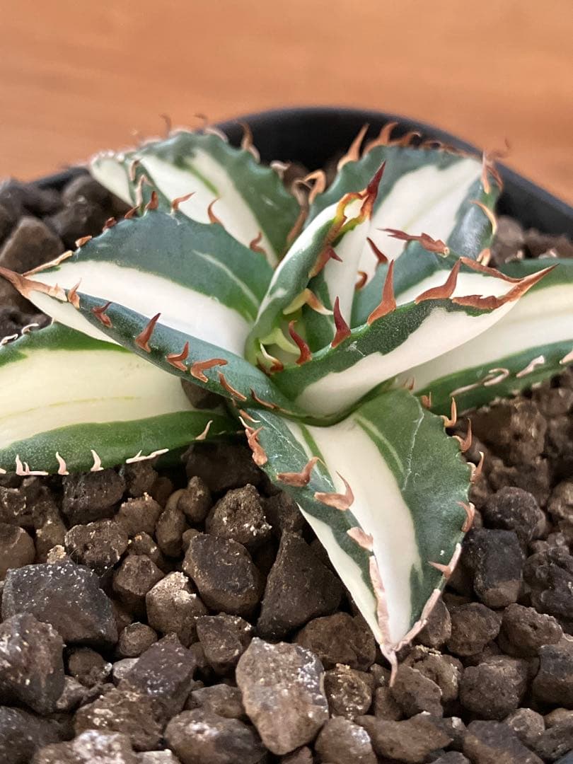 匿名配送【鉢ごと発送】活着　美株　サイズ大　アガべ　太陽神錦　白中斑　TC