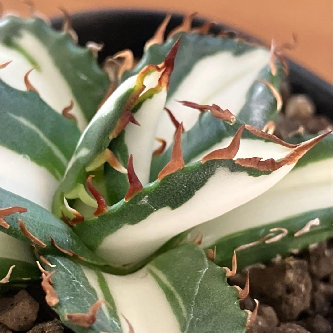 匿名配送【鉢ごと発送】活着　美株　サイズ大　アガべ　太陽神錦　白中斑　TC