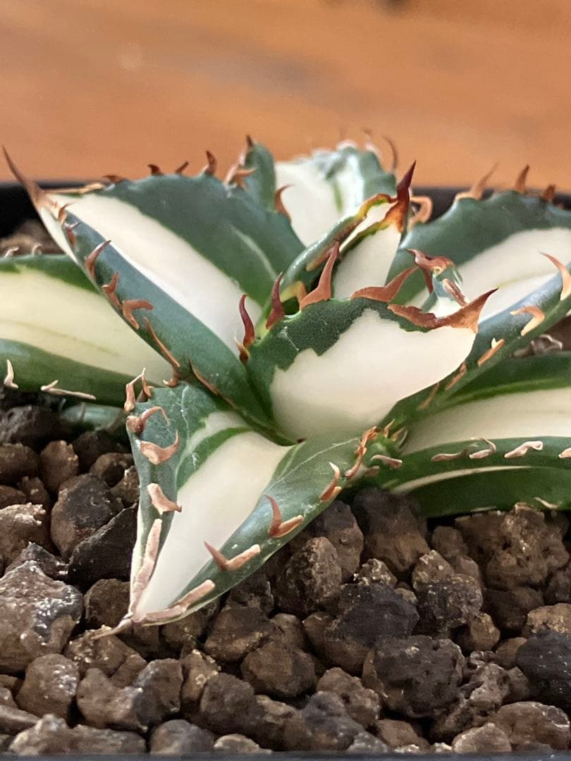 匿名配送【鉢ごと発送】活着　美株　サイズ大　アガべ　太陽神錦　白中斑　TC