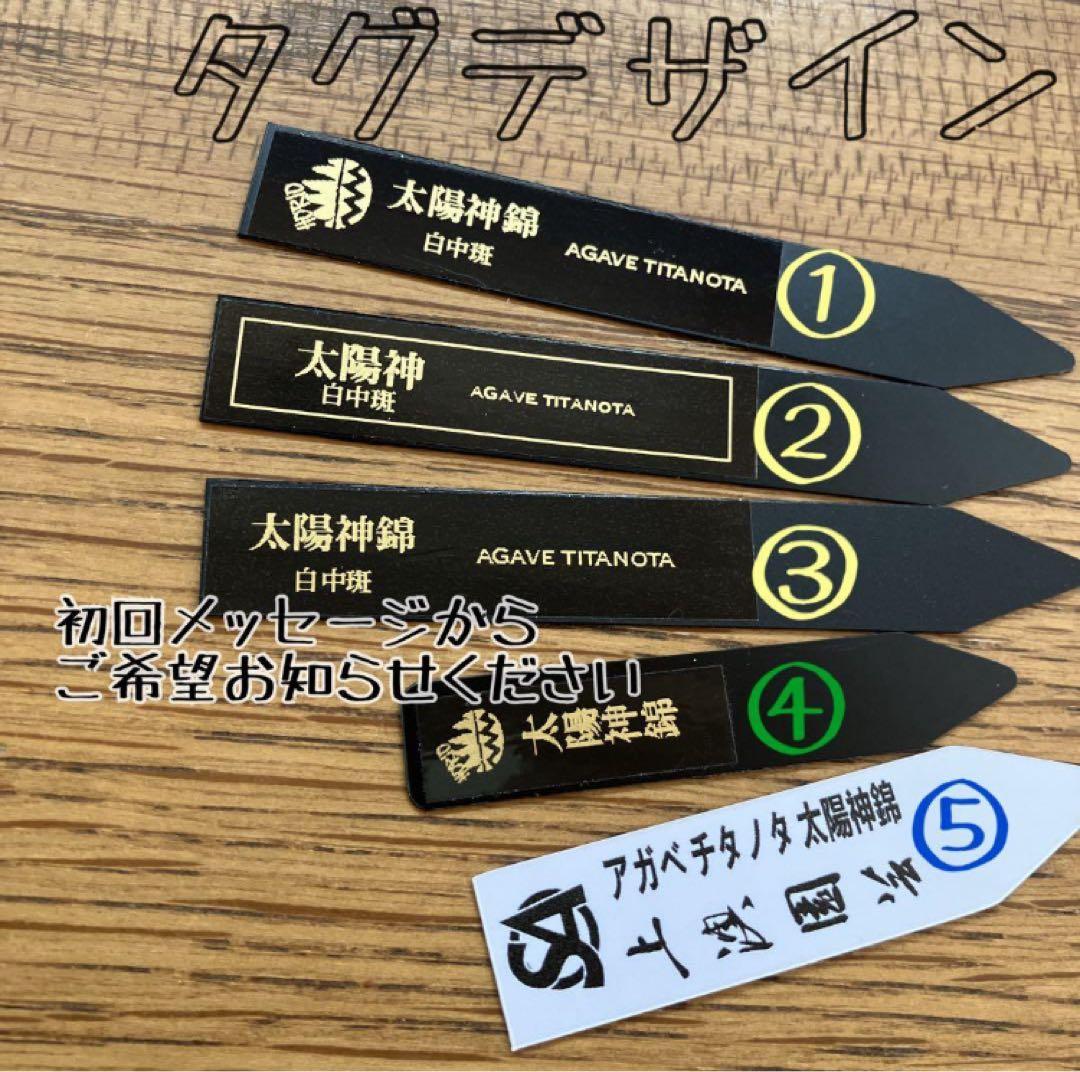 匿名配送【鉢ごと発送】活着　美株　サイズ大　アガべ　太陽神錦　白中斑　TC