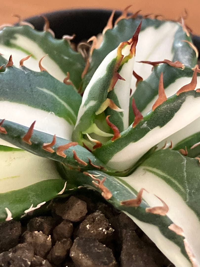 匿名配送【鉢ごと発送】活着　美株　サイズ大　アガべ　太陽神錦　白中斑　TC