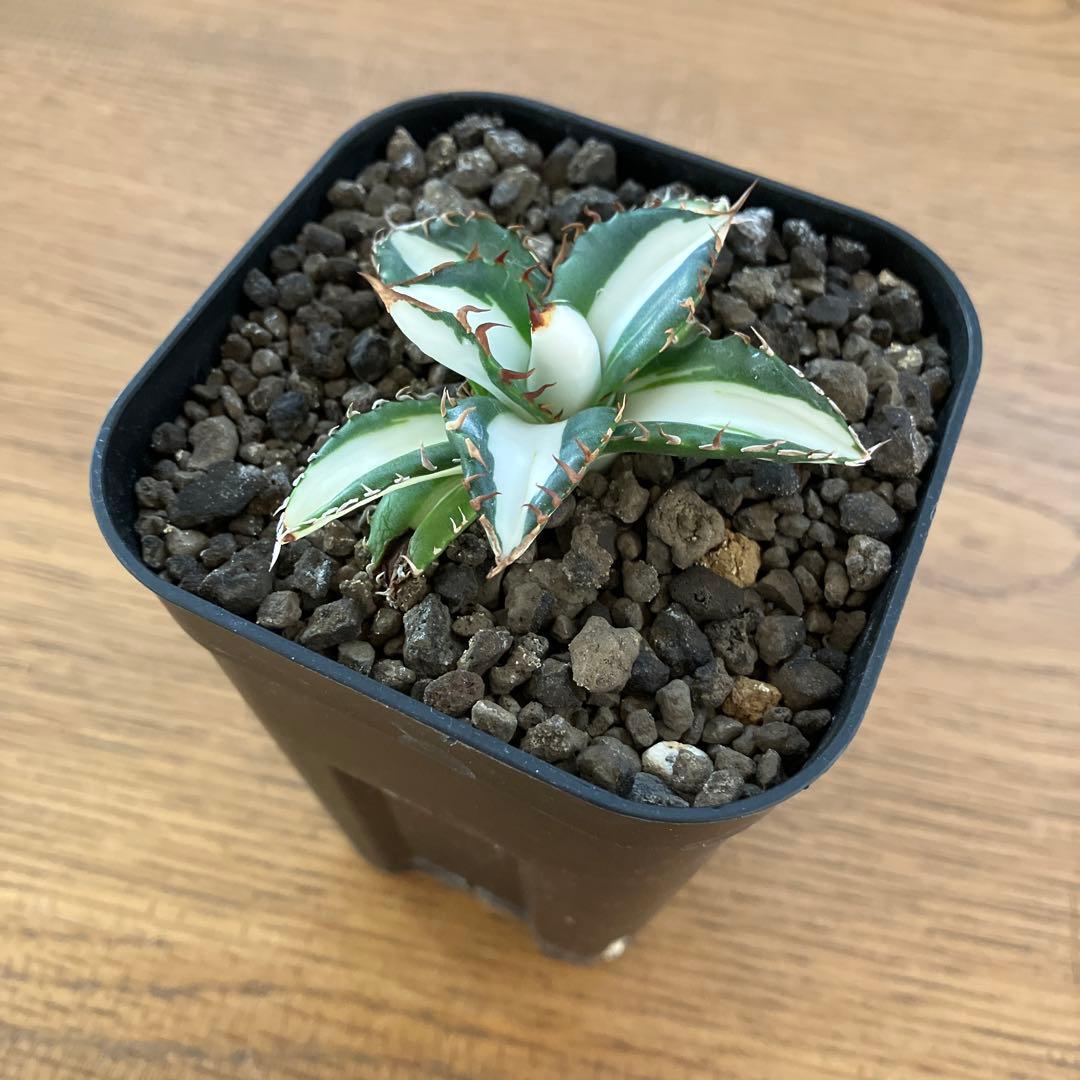 匿名配送【鉢ごと発送】活着　美株　サイズ大　アガべ　太陽神錦　白中斑　TC